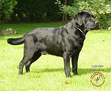 Labrador Retriever 9A054D-09